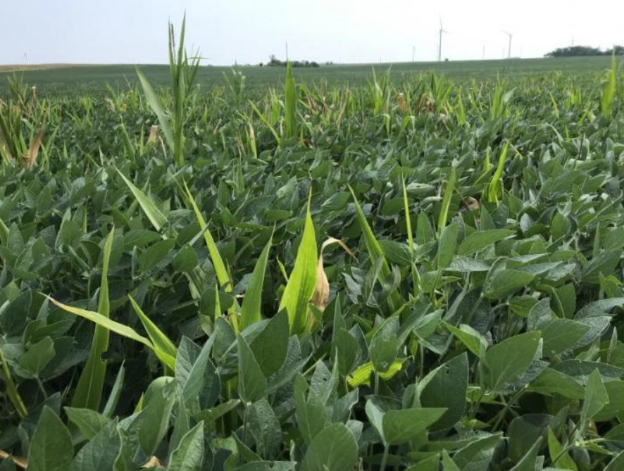 Volunteer Corn in Soybeans Harbors Secret Pest Problem Ag